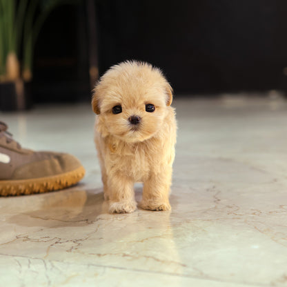Maltipoo - Rapi (Female) $4000