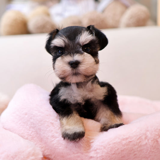 Schnauzer - Dure (Female) $2700