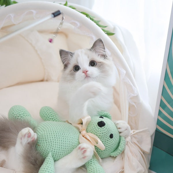 Ragdoll - Bambi (Female)