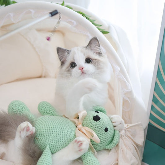 Ragdoll - Bambi (Female)
