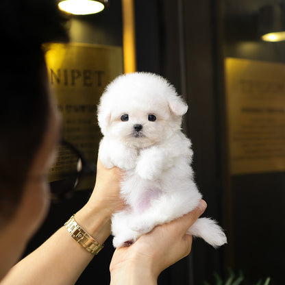 Bichon Frise - Gamja (Female) $5200