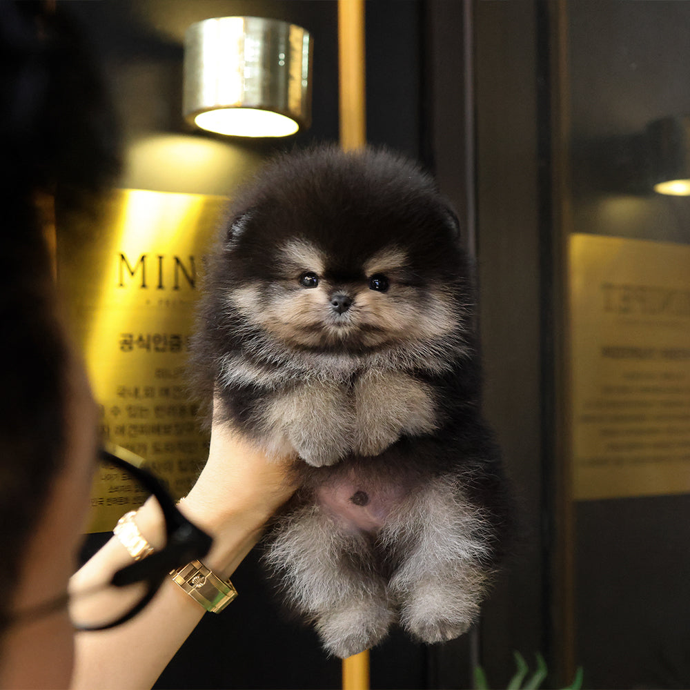 Pomeranian - Daseu (Male) $4700