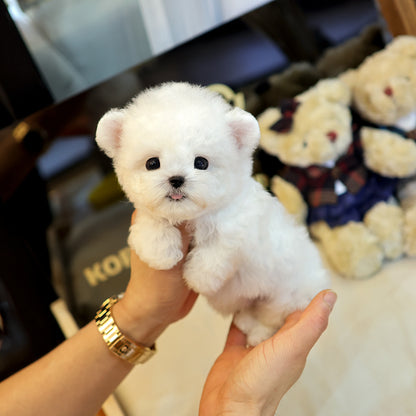 Bichinfrise - Seolhwa (Male) $5200