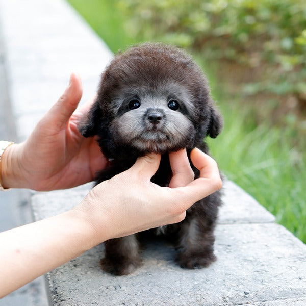 Poodle - Indi (Male)