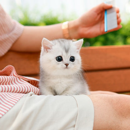 Munchkin - Ruki (Female)
