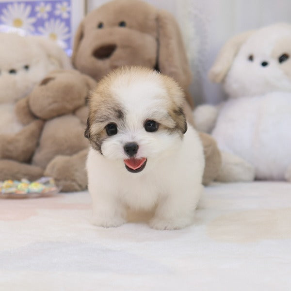 Teacup Coton de Tulear male puppy available at Cute Ptiga
