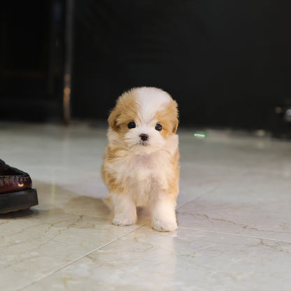 Maltipoo - Wapeul (Female) $4400