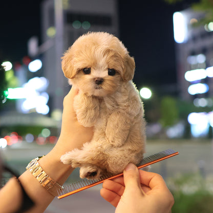 Maltipoo - Tori (Female)$3000