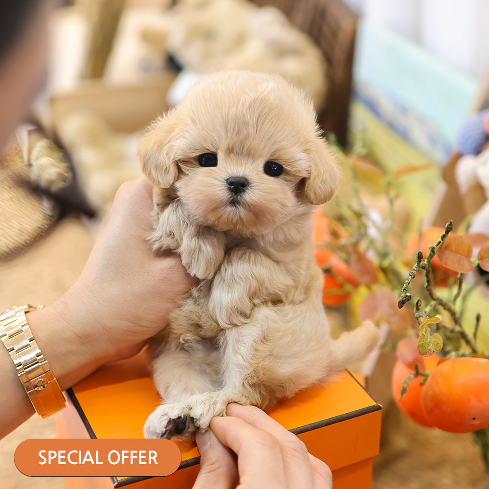 Maltipoo - Geumdol (Male) $2500