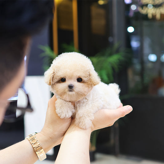 Poodle - Nana (Female) $3300
