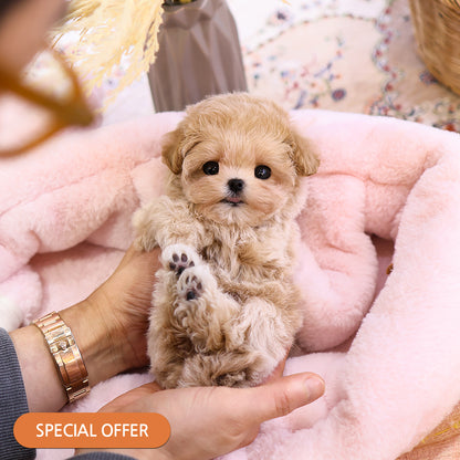 Maltipoo - Geobong (Female) $2800