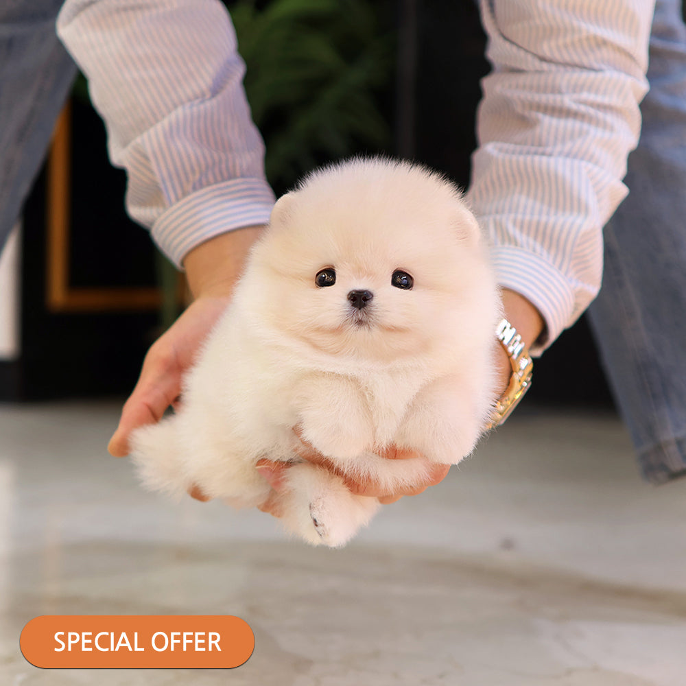 Pomeranian - Ppiyong (Female) $2500