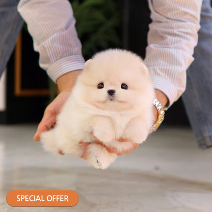 Pomeranian - Ppiyong (Female) $2500
