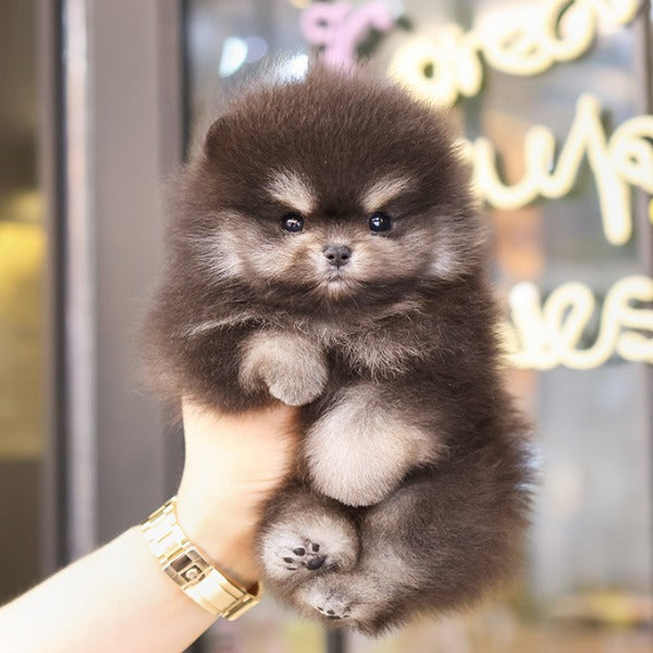 Pomeranian - Jaba (Male)