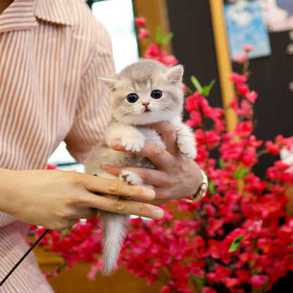 Munchkin - Rusi (Male)
