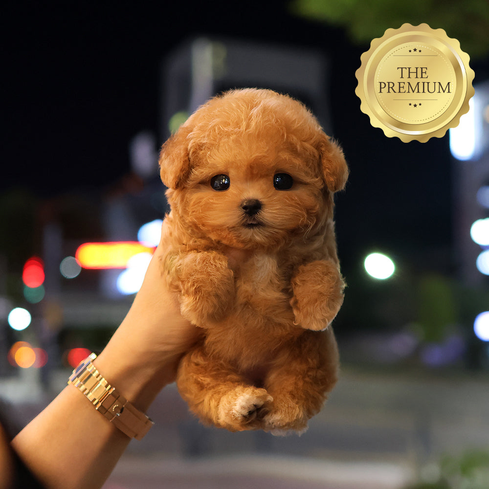 Poodle - Duna (Female)