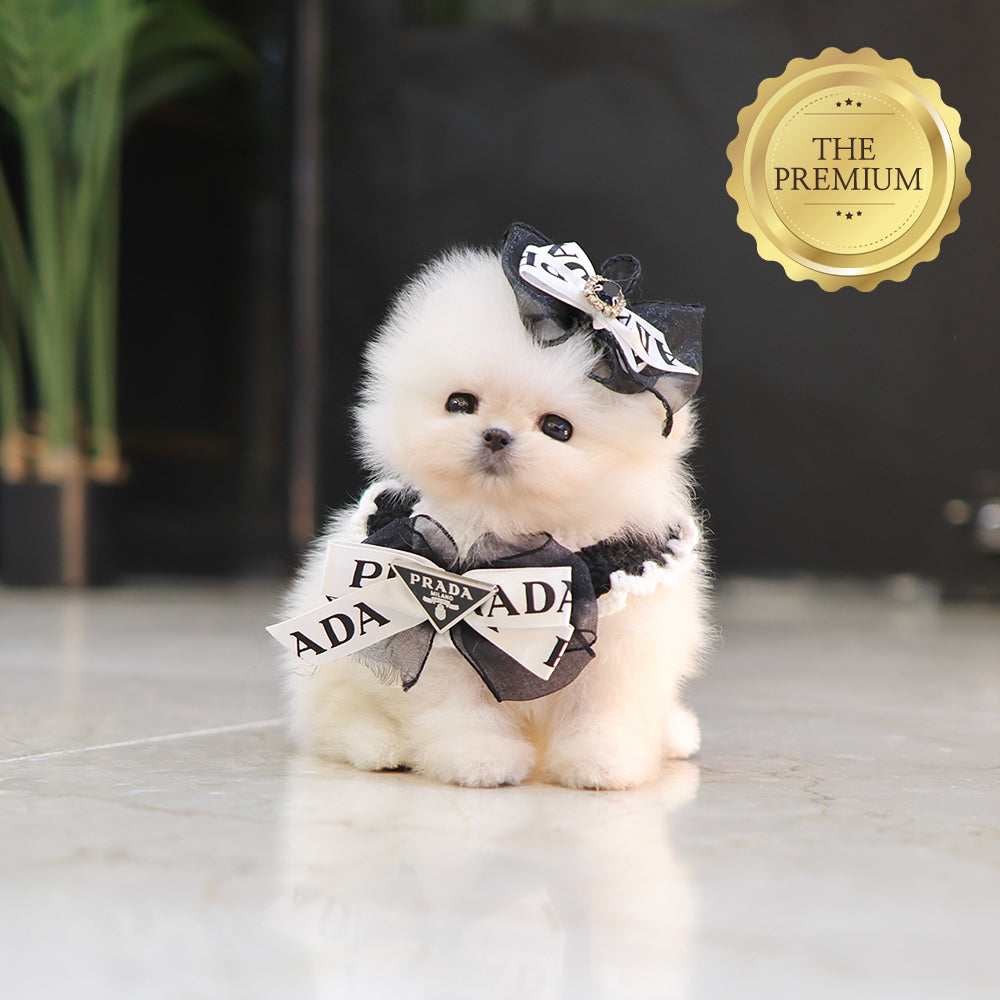 Pomeranian - Ppuyo (Male) $4000
