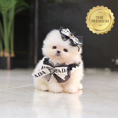 Pomeranian - Ppuyo (Male) $4000