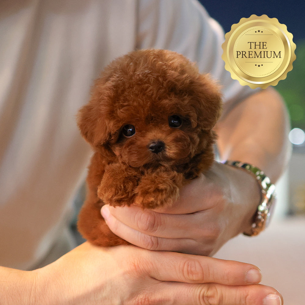 Poodle - Eilli (Male) $4000