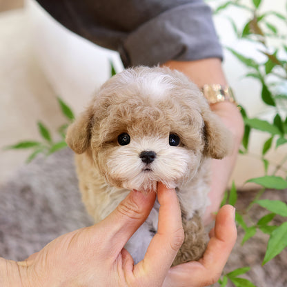 Poodle - Remon (Male)