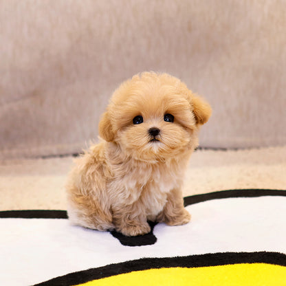 Maltipoo  - Bangbang (Male) $3800