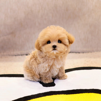 Maltipoo  - Bangbang (Male) $3800