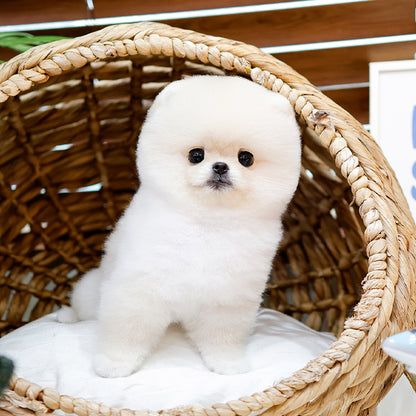 Pomeranian - Haepi (Female)