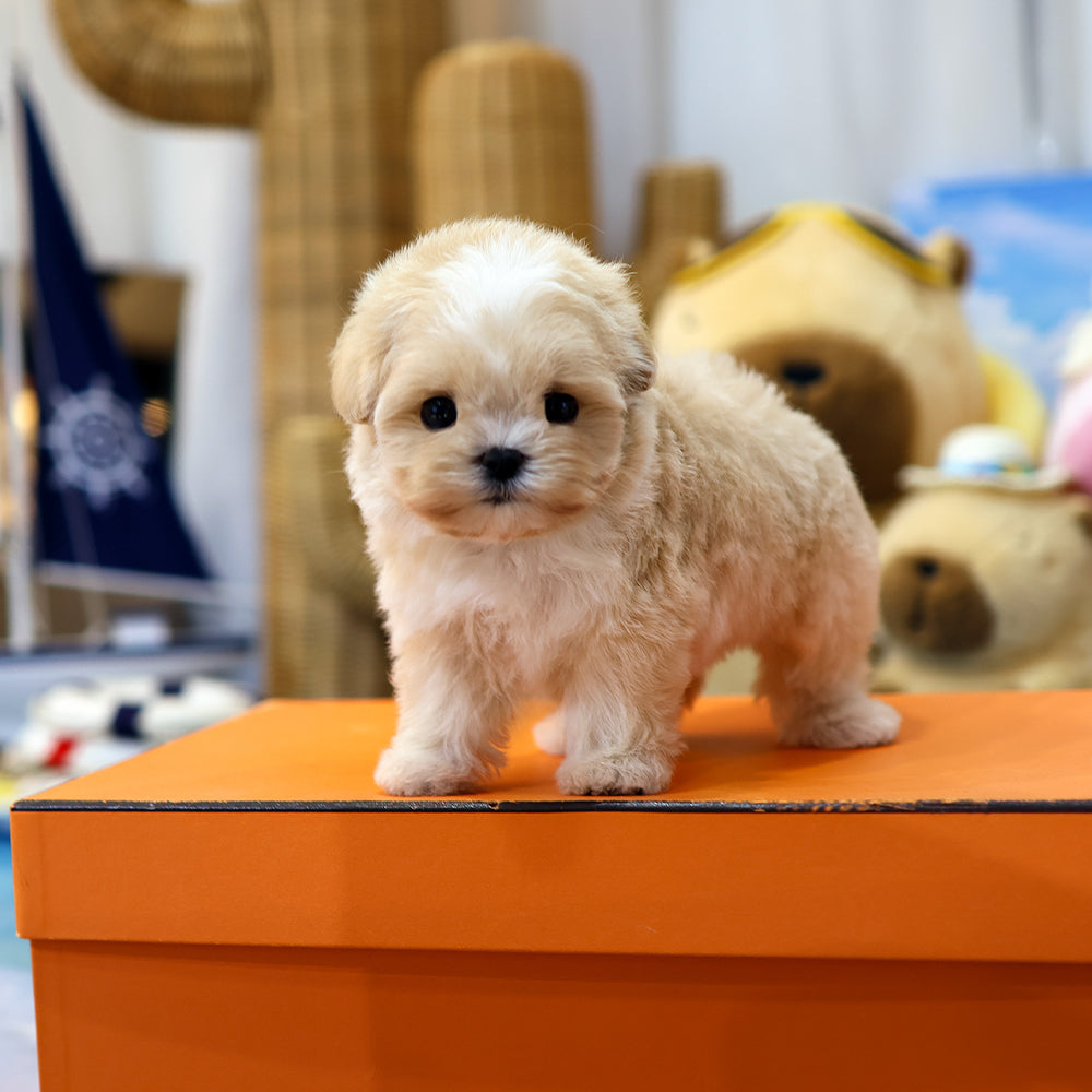 Maltipoo - Bou (Female) $4300