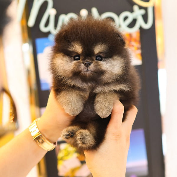 Pomeranian - Mari (Female)