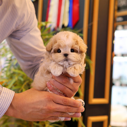 Maltipoo - Seoltang (Male) $4400