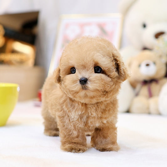 Poodle - Hobak (Male)