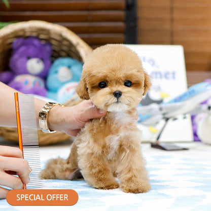 Poodle - Popo (Female)