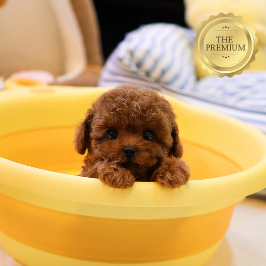 Poodle - Tijen (Female)