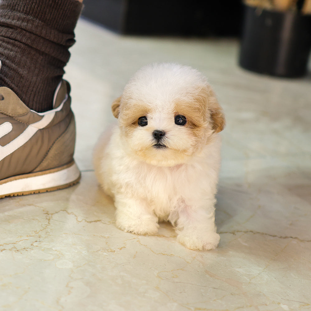 Poodle - Mate (Female)  $6200