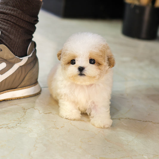 Poodle - Mate (Female)  $6200
