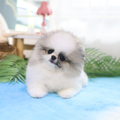 Pomeranian - Chaechae (Male) $2300