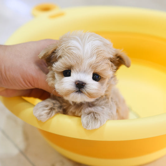 Maltipoo - Darong (Female) $3500