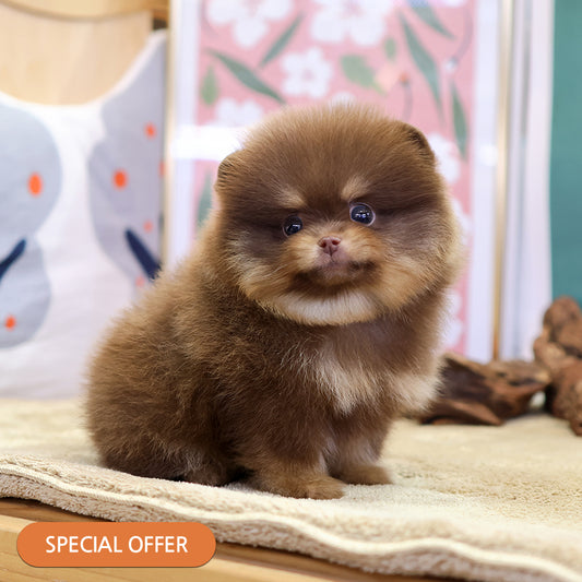 Pomeranian - Gumi (Male) $2500