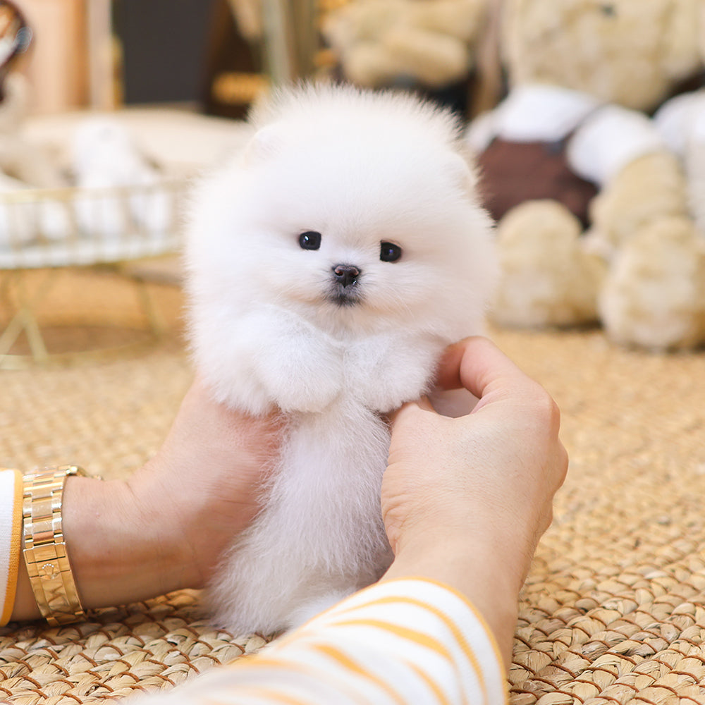 Pomeranian - Elio (Male) $2500