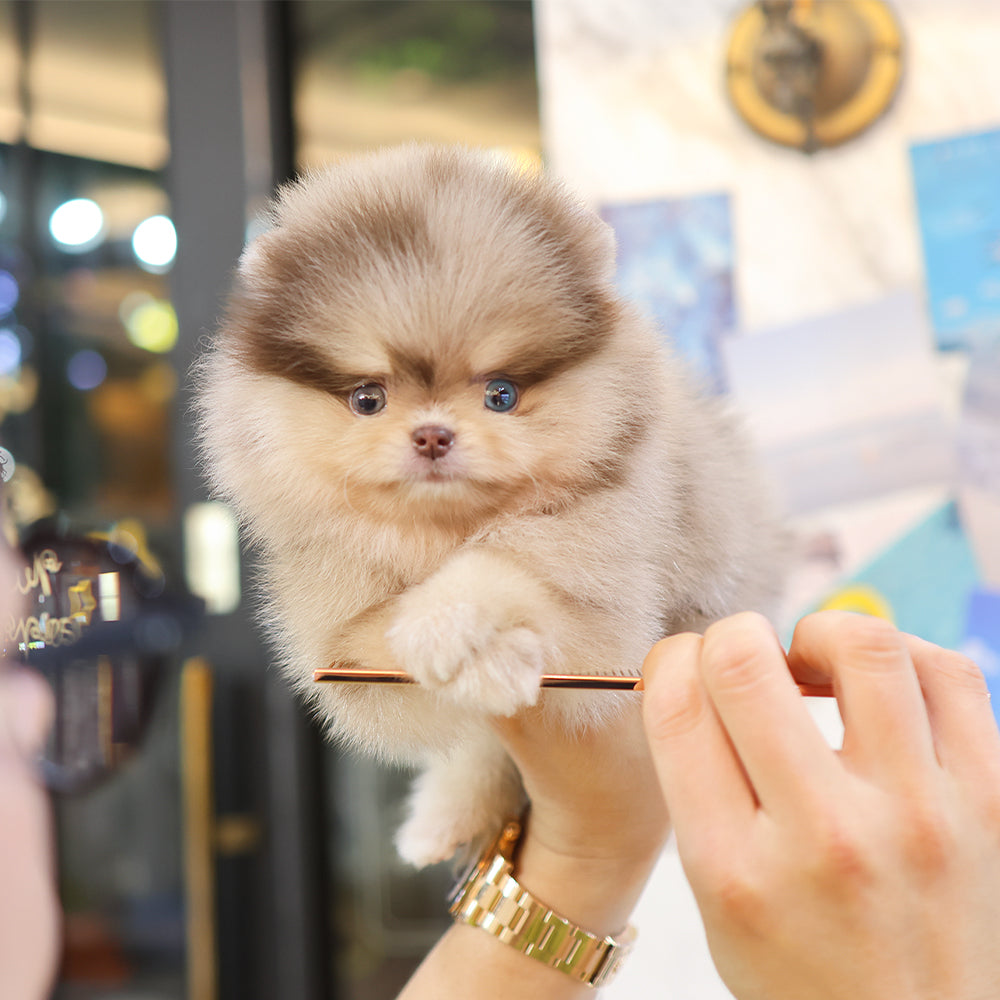 Pomeranian - Kuku (Male) $5200