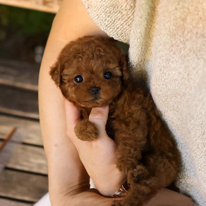 Poodle - Tina (Female) $3200