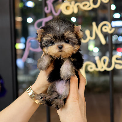 Yorkshire Terrier - Saida (Female) $5200