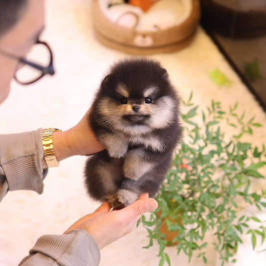 Pomeranian - Tayo (Female) $3300