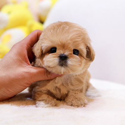 Maltipoo - Bokseul (Male)
