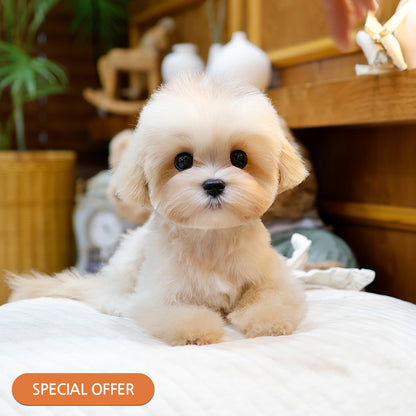 Maltipoo - Ppotu (Male) $2200