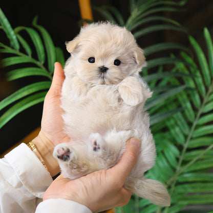 Maltipoo - Pippin (Female) $2600