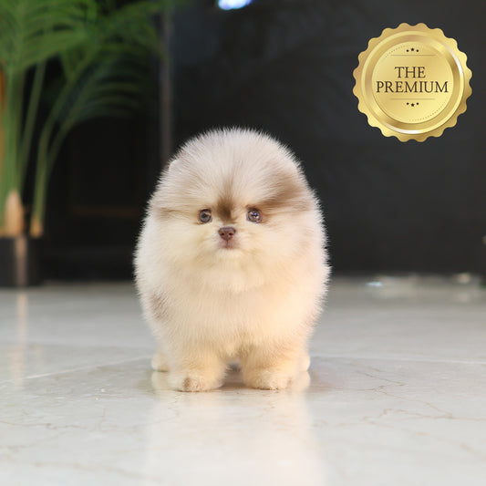 Pomeranian - Koa (Female) $6000