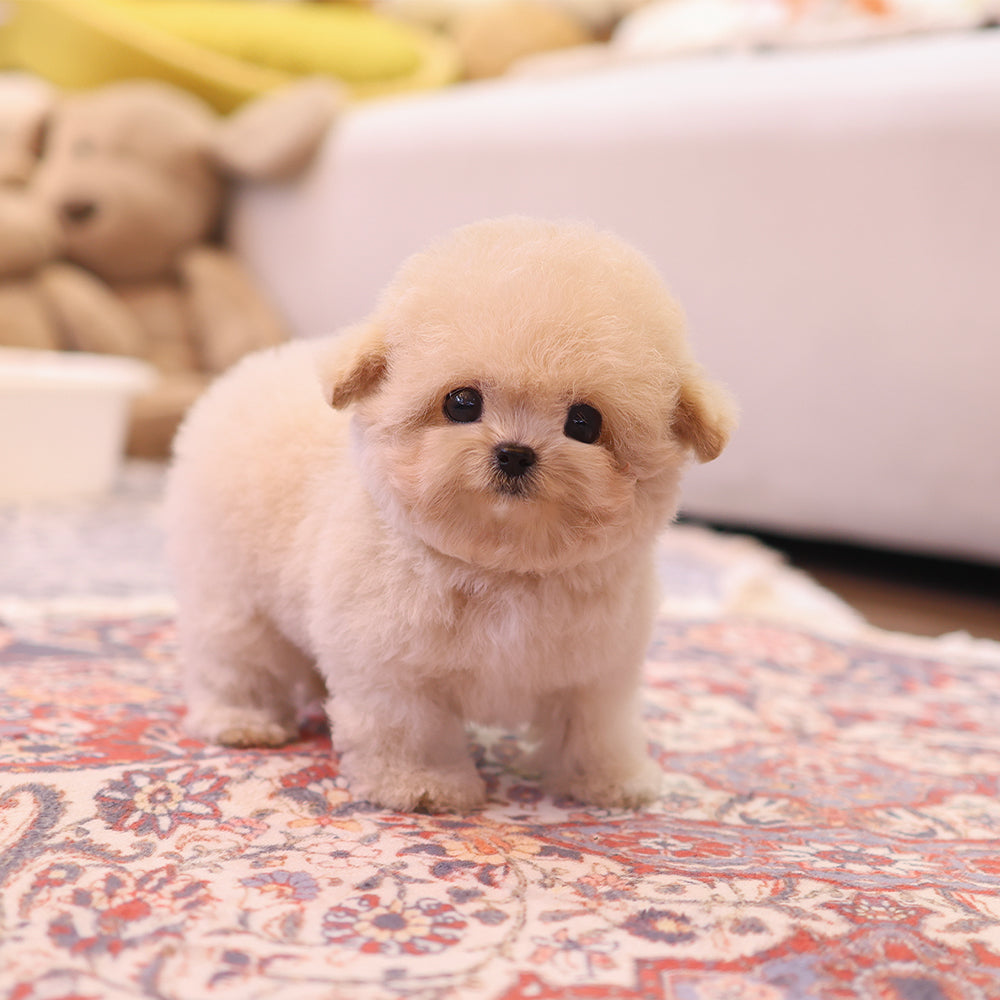 Poodle - Ppia (Male) $4000