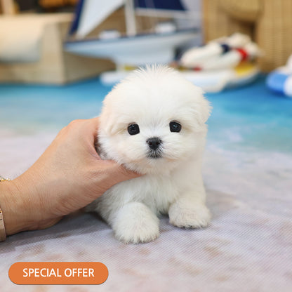 Maltese - Hyoa (Female) $2400