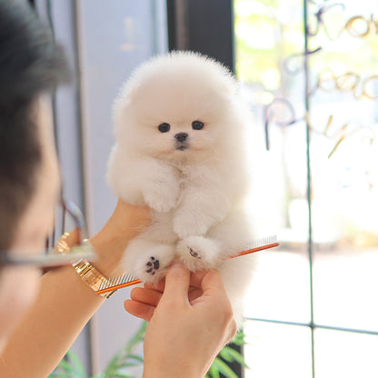 Pomeranian - Moelle ( Female) $5200